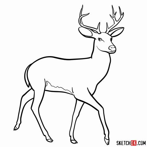 How to draw a deer Draw A Polar Bear, Deer Drawing Easy, Draw A Deer, Deer Outline, Wild Animals Drawing, Deer Sketch, Paw Drawing, Easy Drawing Guides, Horse Art Drawing