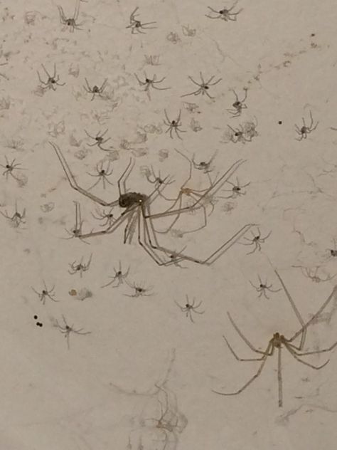 aranhas spiders baby Coquette Spider, Lisa Armstrong, Scary Spiders, Gothic Spider, Spider Baby, Spiders Scary, Arthropods, Arachnids, Little Critter