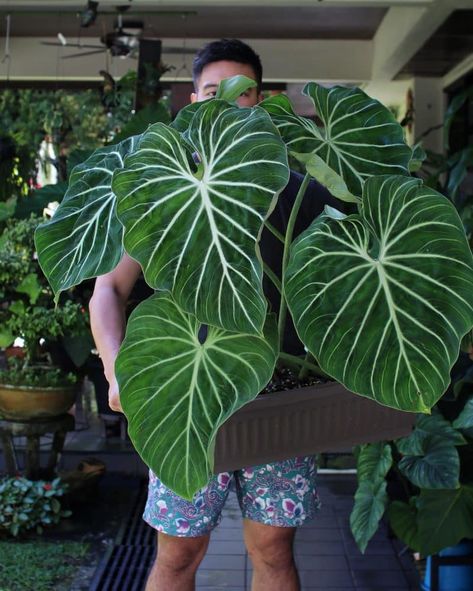 Philodendron Gloriosum Care, Philodendron Gloriosum Dark Form, Philodendron Garden, Philodendron Types, Philodendron Glorious, Philodendron Care, Philodendron Gloriosum, Plant Types, Goth Garden