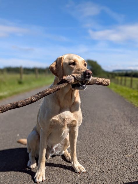 Labrador Aesthetic, Blonde Labrador, Yellow Labrador Retriever, Yellow Labrador, Dream Life, Labrador Retriever, Labrador, Champagne, Blonde