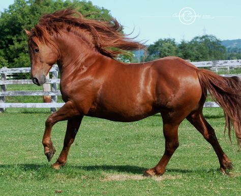 Stunning Horses, Canadian Horse, Horse Reference, Gorgeous Horses, Pony Breeds, Painting References, Equestrian Art, Friesian Horse, Beautiful Horse