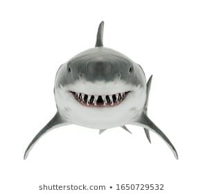 Shutterstock Images Stock Photos, Shark Front View, Ashtanga Yoga Primary Series, Shark Images, Shark Hat, Shark Head, Shark Drawing, Bull Shark, Eagle Pictures