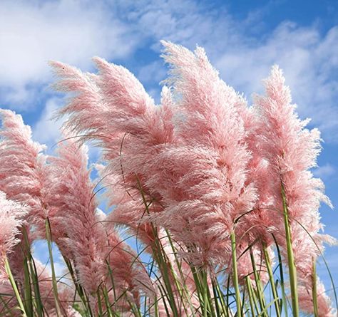 100 Pcs Pink Pampas Grass Seeds Perennial Flowering Ornamental Grasses Flower : Amazon.ca: Patio, Lawn & Garden Pink Pampas, Pink Pampas Grass, Pink Grass, Flower Branding, Grass Flower, Peat Moss, Grass Seed, Ornamental Grasses, Pampas Grass