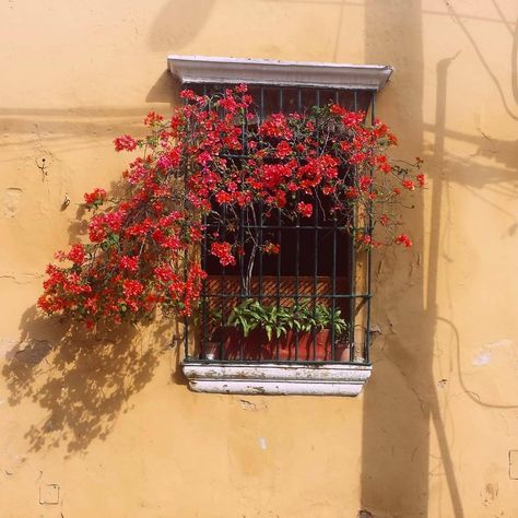 Window with flowers at Santo Domingo by @bar4cuda on Instagram 🌸🍃🌸 tropical aesthetic 🔹yellow and red aesthetic Yellow And Red Aesthetic, Lion Aesthetic, Window With Flowers, Italy Drawing, Los Angeles Aesthetic, Tomato Girl, Tropical Aesthetic, Italian Aesthetic, Aesthetic Yellow