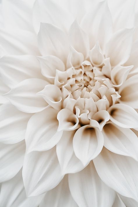 dahlia up close Dahlia Phone Wallpaper, White Dalia, White Flowers Aesthetic, Candy Flowers, Pink Xmas, Nourish Your Body, Pretty Backgrounds, Fancy Fonts, Flower Background Wallpaper