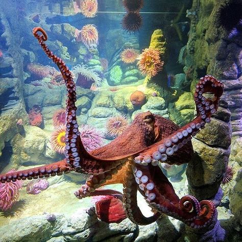 New England Aquarium (@NEAQ) | Twitter Octopus Tank, Pacific Octopus, Giant Pacific Octopus, New England Aquarium, The Blue Planet, Ocean World, Blue Planet, Drawing Studies, Ap Art