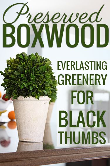 Crushing on: Preserved Boxwood - * View Along the Way *