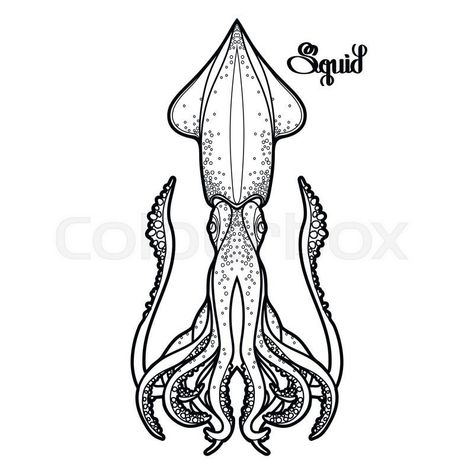 Book Page Drawing, Drawing Backgrounds Ideas, Cephalopod Tattoo, Squid Drawing, Celtic Coloring, Page Drawing, Squid Tattoo, Drawing Backgrounds, Tattoo Samples