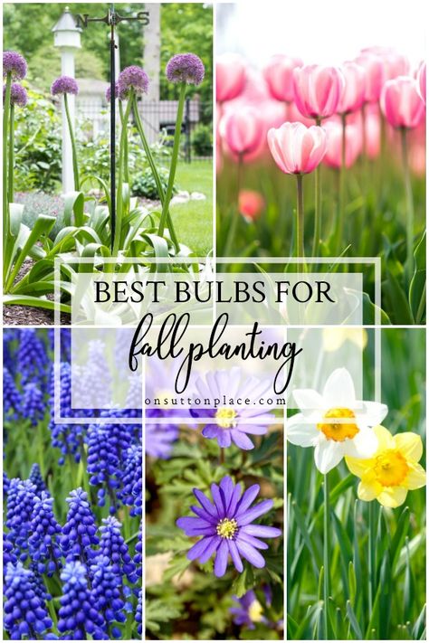 Bulbs To Plant In Fall Zone 5, Bulbs To Plant In Fall Zone 6, Fall Planting Perennials Zone 5, Autumn Planting, Perennials Low Maintenance, Plant In Fall, Fall Gardens, Bulb Planting, Fall Landscaping