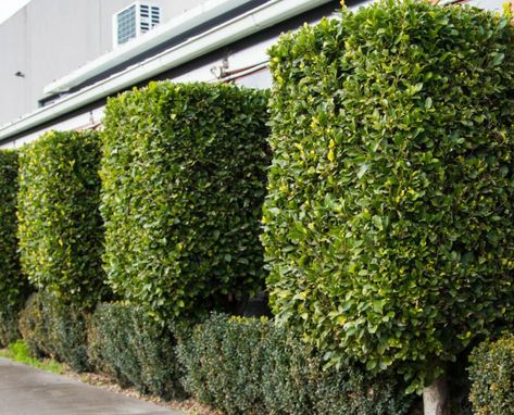 How to block out the neighbours in a flash - Ficus Flash Ficus Hedge, Weeping Trees, Ficus Microcarpa, Screen Plants, Herbs Indoors, Gardening Advice, Hello Hello, Perfect Garden, Coastal Cottage