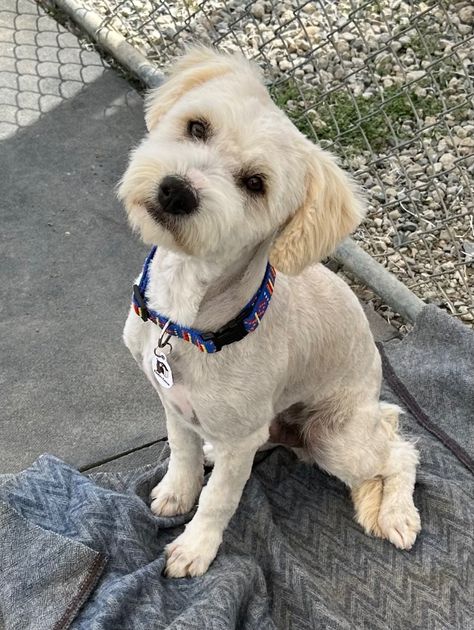 Stitch is an adoptable havanese searching for a forever family near Knightsen, CA. Use Petfinder to find adoptable pets in your area. Havanese Poodle, Poodle Mix Dogs, Havanese Puppies, Poodle Mix, Crate Training, Left Alone, Forever Family, Veterinarian, Dog Adoption