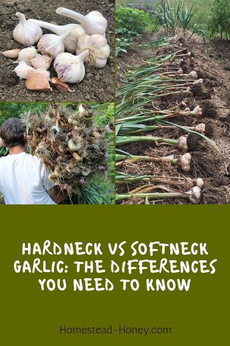 Thinking about planting garlic? Learn about hardneck vs. softneck garlic so you can pick the varieties best for your garden and climate! Best Garlic To Grow, Hardneck Vs Softneck Garlic, When To Pick Garlic, Harvesting Vegetables, Allotment Plan, Garlic Plants, Garlic Garden, Hardneck Garlic, Sustainable Homestead