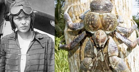 Strange New Amelia Earhart Theory Suggests She Was Eaten By Giant Coconut Crabs Amelia Earhart Coconut Crab, Love Quizzes, Giant Crab, Big Crab, Crab Species, Crabs On The Beach, Coconut Crab, Personality Tests, Fun Test