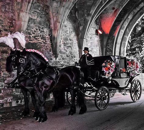 Black Horse Carriage, Victorian Horse Carriage, Gothic Carriage, Horse And Carriage Wedding, Dark Academia Wedding, Wedding Nightmare, Dream Dark, Horse Drawn Carriage, Horse Cart