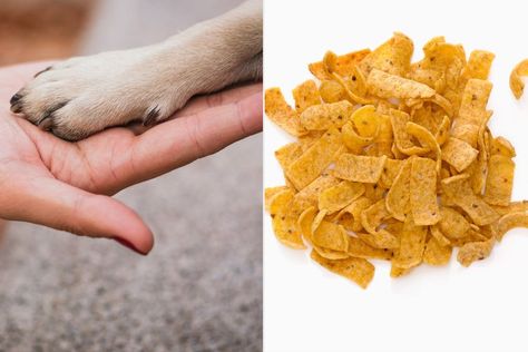 Corn Chip, Rich Dog, Paw Care, Grooming Business, Dog Smells, Hypoallergenic Dogs, Dog Grooming Business, Dog Food Brands, A Vet