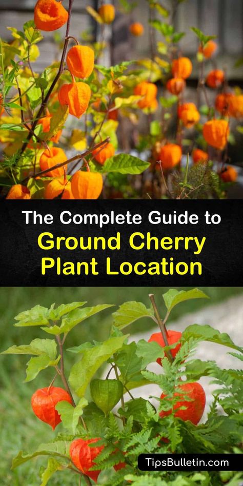 Cherry Tree Guild Companion Planting, Ground Cherries Plant, Ground Cherries Growing, Ground Cherry Plant, Cape Gooseberry Plant, Physalis Plant, Storing Veggies, Ground Cherries, Vegetables List