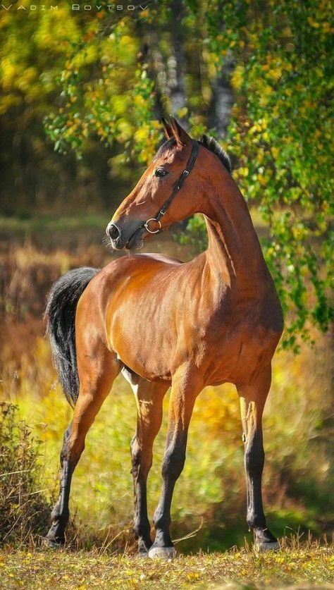 Kathiyawadi Horse, Horse Anatomy, Horse Inspiration, Akhal Teke, Types Of Horses, Most Beautiful Horses, Thoroughbred Horse, Horse Drawing, All The Pretty Horses