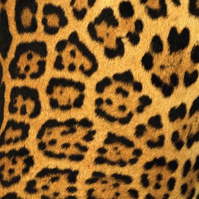 jaguar spots :) Jaguar Graphic Design, Jaguar Vector, Jaguars Animal, Jaguar Print Pattern, Jaguar Spots, Leopard Print Tattoos, Jaguar Tattoo, New Photo Frame, Shapes Lessons