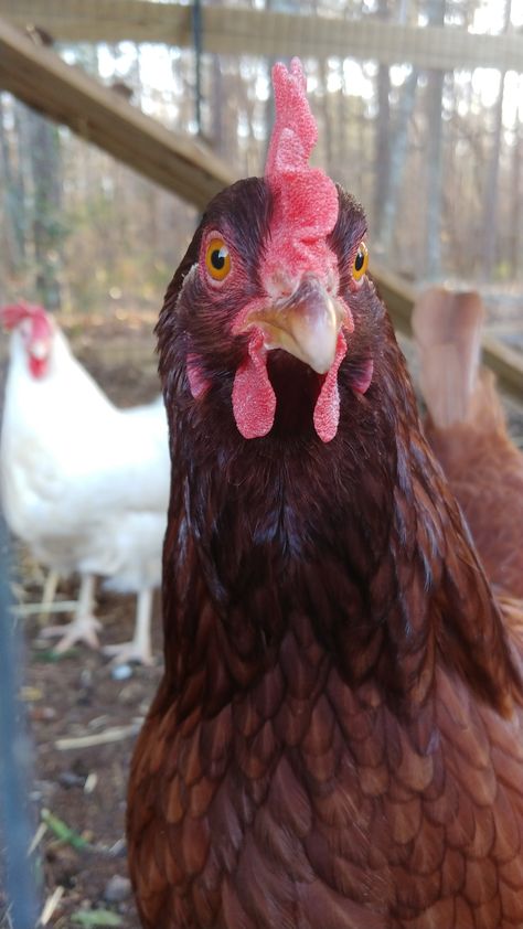 Island Chicken, Rhode Island Red Hen, Rhode Island Red, Red Hen, Chicken Breeds, Chicken Coop, Rhode Island, Farm Life, Coop