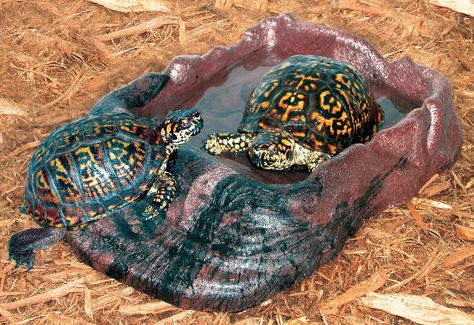 Give your reptile a dish they can soak in. The ReptiRamp Bowl serves as both a water dish and a place for animals to soak and hydrate. Allows easy “in and out” access for your turtles, salamanders, frogs, toads, Hermit Crabs, etc with built in ramp. Available in three sizes, small for hermit crabs and amphibians, large for lizards and small tortoises and Extra-Large for box turtles and tortoises. Box Turtles, Spiked Dog Collar, Turtle Stuff, Box Turtle, Hermit Crabs, Salamanders, Holiday Store, Water Bowl, Central African