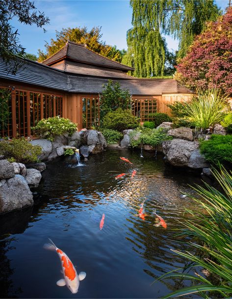 Pond with Koi fish Koi Fish Pond Backyard, Backyard Koi Pond Ideas, Backyard Fish Pond Ideas, Pond With Koi Fish, Koi Pond Garden, Koi Pool, Natural Backyard Pools, Japanese Pond, Natural Backyard