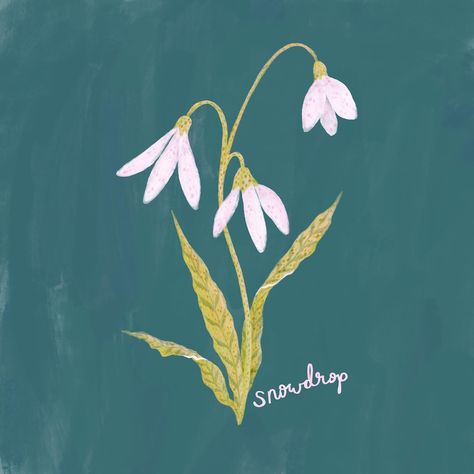 Birth Flower Collection: January - Snowdrop; illustration. Carnation And Snowdrop Flower Drawing, Snow Drop Flower Watercolor, Snowdrop Watercolor, Snowdrop Illustration, Snow Drop Botanical Illustration, January Flower Snowdrop, Flowers For Each Month, Snow Drops Flowers, January Snowdrop