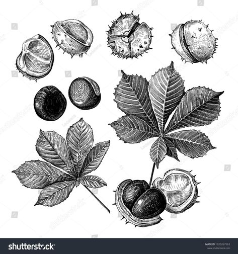 Horse Chestnut Leaves, Line Tattoo Ideas, Hand Drawn Leaves, Single Line Tattoo, Horse Chestnut, Creepy Tattoos, Line Tattoo, Chestnut Horse, Next Tattoo