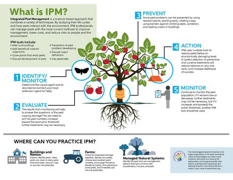 @EntsocAmerica has published a new one-stop shopping explanation for ag #IPM. For more about #agricultural integrated pest management, see: http://npic.orst.edu/pest/agipm.html and https://nexusnewsfeed.com/article/health-healing/regenerative-agriculture-principles-pioneers-plus-does-it-really-work/#.Wi0rIzLI1-o.facebook Integrated Pest Management Agriculture, Homestead Business, Bug Infestation, Garden Cover, Squash Bugs, Off Grid Homestead, Integrated Pest Management, Cucumber Beetles, Regenerative Agriculture