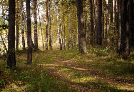 Download free HD stock image of Nature Forest Photo Of Nature, Nature Forest, Forest Landscape, Nature Images, Free Photo, Nature Photos, Image Types, Free Photos, Free Stock Photos