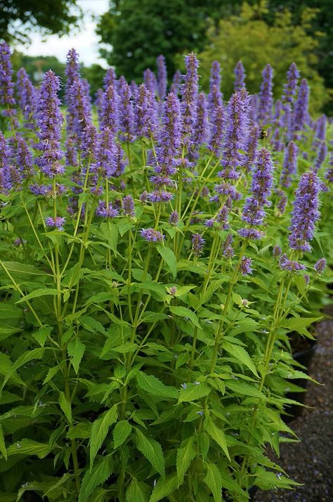 Agastache 'Blue Fortune', sterke plant, ruikt naar drop, wordt daarom ook wel dropplant genoemd. Houdt van zon en warmte Midwest Perennials, Blue Perennials, Garden Perennials, Perennial Gardens, Landscape Plants, Border Plants, Garden Shrubs, Side Garden, Have Inspiration