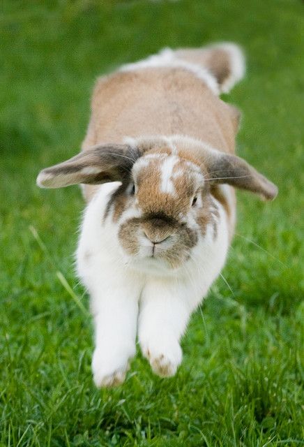 Bunny Binky, Bunny Hopping, Daily Bunny, Rabbit Pictures, Fluffy Bunny, Bunny Lovers, Bunny Pictures, Pet Bunny, Hamsters