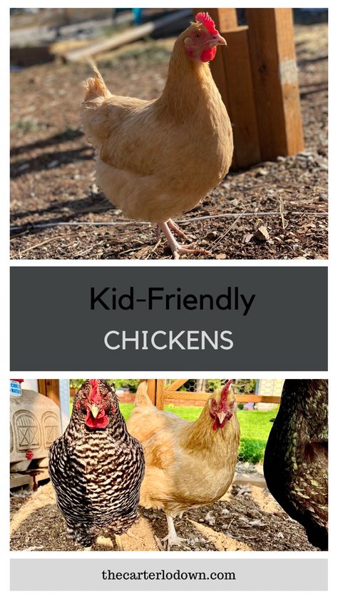 Find out about the six chicken breeds that we love at our backyard farm. These six chicken breeds are kid friendly and sure to bring smiles to your kids faces. #kidfriendlychickens #backyardfarming #friendlychickenbreeds #friendlychickens Amberlink Chicken, Friendly Chicken Breeds, Friendly Chickens, Americana Chickens, Buff Orpingtons, Fluffy Chickens, Orpington Chickens, Buff Orpington Chickens, Molting Chickens