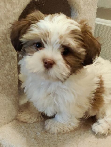 Teacup Dogs Full Grown, Free Puppies For Adoption Near Me, Puppies For Adoption, Adopt Dog, Free Puppies For Adoption, Shih Tzu Poodle Mix, Shih Tzu Rescue, Teacup Shih Tzu, Shichon Puppies