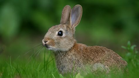 1920x1080 Wallpaper rabbit, hare, look Rabbit Totem, Eastern Cottontail, Find Your Spirit Animal, Cottontail Rabbit, Animal Meanings, Rabbit Wallpaper, Wild Rabbit, Cute Bunny Pictures, Power Animal