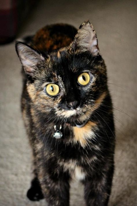 Tortitude Cat, Tortoiseshell Cat Personality, Pictures With Cats, Tortie Kitten, Tortoiseshell Cats, Tortoiseshell Cat, Calico Cats, Tortoise Cat, Tortoise Shell Cat