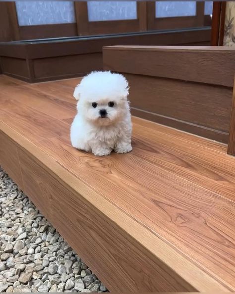 Teacup Maltese Puppies, Cute Teacup Puppies, Teacup Maltese, Maltese Puppies, Teacup Puppies, Endless Love, Maltese, Animal Kingdom, Bundles