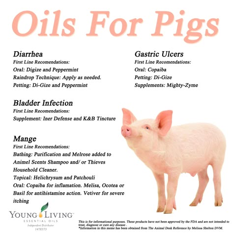 Young Living Essential Oils for Pigs. www.facebook.com/YoungLivinghasanoilforthat