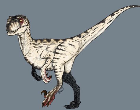 Velociraptor Oc Art, Dinosaur Reference Photo, Velociraptor Sketch, Raptor Sketch, Indoraptor Art, Raptor Drawing, Velociraptor Art, Raptor Art, Jurassic World Raptors