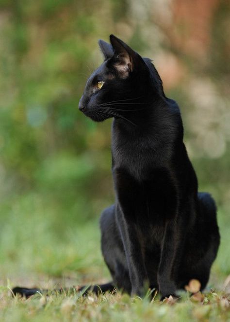 Looks like Sultan before starting a patrol. I miss him. Egyptian Mau, A Black Cat, Domestic Cat, Siamese Cats, The Grass, Pretty Cats, Beautiful Cats, Seville, Animals Friends