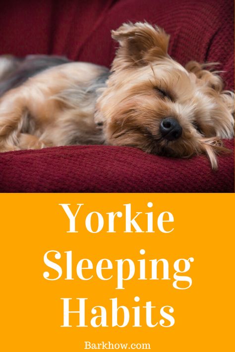 Yorkie Puppy Training, Yorkie Puppy Care, Douglas Dog, Yorkie Haircuts, Biewer Yorkie, Morkie Puppies, Teacup Yorkie Puppy, Dog Advice, Dogs Stuff