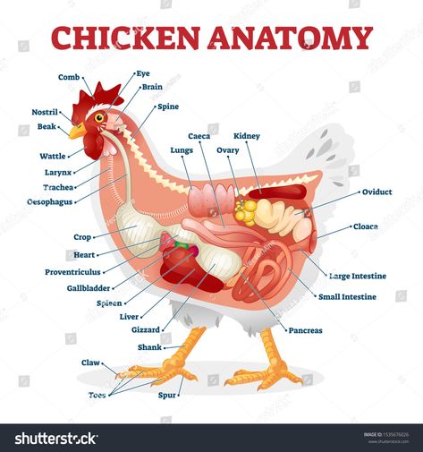 Chicken anatomy vector illustration. Labeled biological inner organs scheme. Zoological graphic with birds bones, digestive system and inside structure. Educational healthy hens X ray from side view. #Ad , #spon, #organs#biological#scheme#graphic Sour Crop In Chickens, Chicken Anatomy, Gizzards Recipe, Anatomy Organs, Bird Bones, Chicken Gizzards, Vet Medicine, Animal Anatomy, Skin Structure