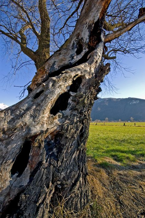 Oak Tree Bark Old, #Oak, #Bark, #Tree Oak Tree Bark, Bare Trees, Fallen Tree, Old Oak Tree, Illustrations Design, Reference Pics, Bare Tree, Old Tree, Background Ideas