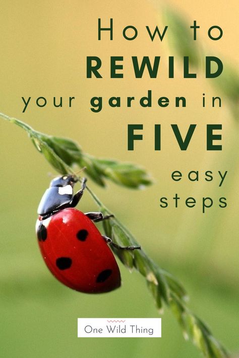 Rewilding Garden Uk, Biodiversity Garden Ideas, Wildlife Garden Ideas Uk, Wilding Garden, Biodiverse Lawn, Rewilding Garden, Wildlife Backyard, Wildlife Garden Ideas, Allotment Planning