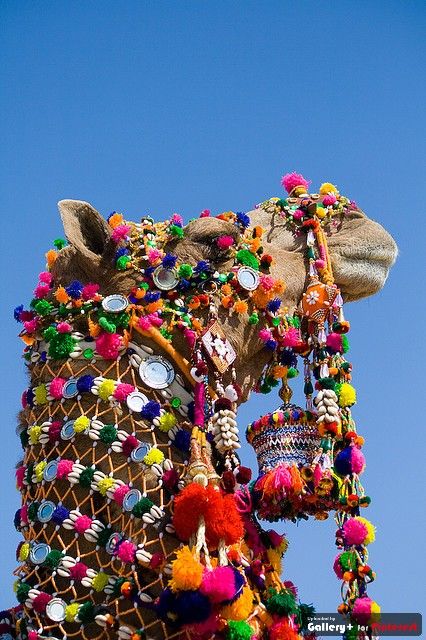 Desert Festival, Jaisalmer, We Are The World, Rajasthan India, People Of The World, Beautiful Skirts, Giraffes, Over The Rainbow, Incredible India