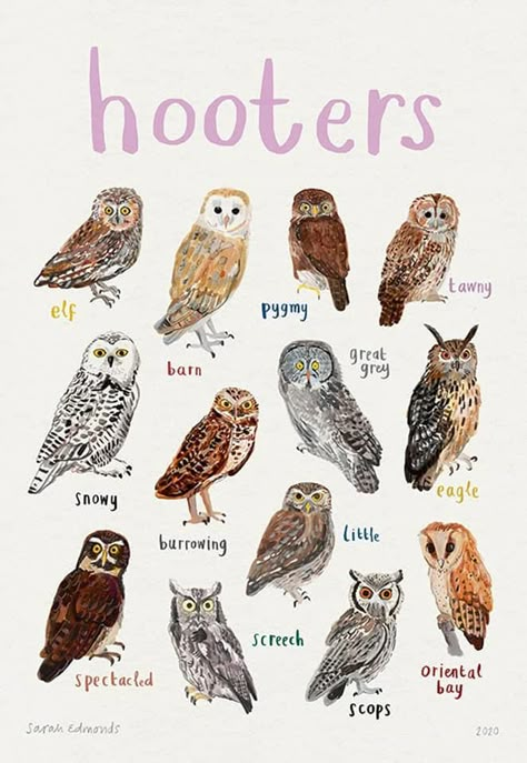 Owl Breeds, Cartoon Owl Drawing, Owl Habitat, Owls Drawing, Owl Cartoon, Animal Science, Owl Painting, Owl Bird, Backyard Birds