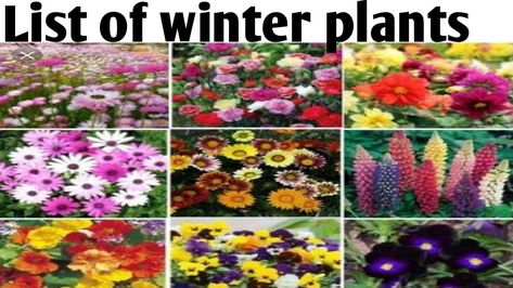 All the details and list of winter plants you cam grow. Winter Season Flowers, Flowering Plants In India, About Winter Season, Alyssum Flowers, Indian Garden, Winter Plants, Annual Flowers, Winter Flowers, Seasonal Flowers