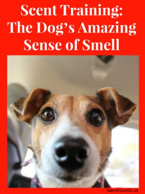 Dog Scent Training, Games For Dogs, Dog Doctor, Detection Dogs, Work Train, Cozy Den, Better Relationship, Sense Of Smell, Dog Nose