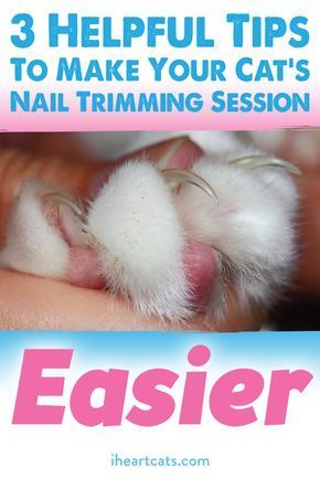 Unique Pets, Trim Cat Nails, Cat Safe Plants, Nail Trimming, Cat Hacks, Cat Care Tips, Kitten Care, Cat Parenting, Cat Nails