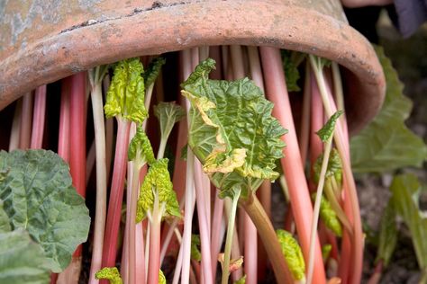 How to grow rhubarb - how to force rhubarb How To Grow Rhubarb, Grow Rhubarb, Rabbit Shed, Growing Rhubarb, Gardeners World, Rhubarb, Growing Plants, How To Grow, Bbc