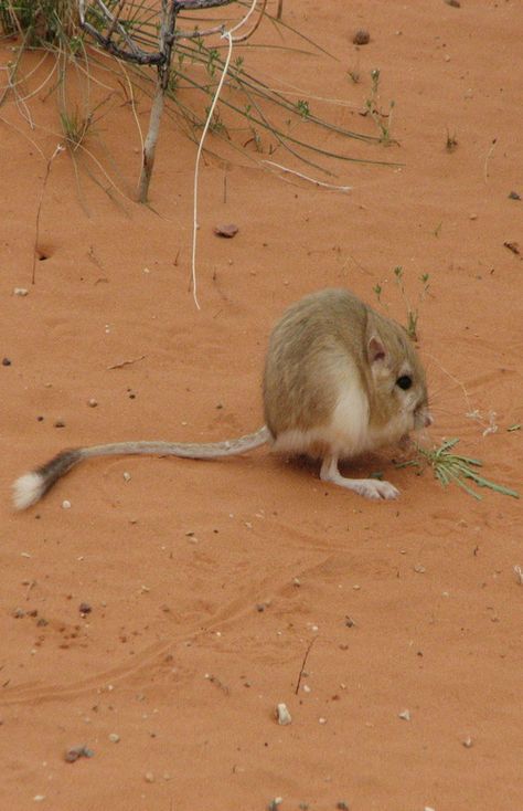 Desert Kangaroo Rat Fakemon Region, Kangaroo Rat, Desert House, Tattoo Reference, Desert Animals, Desert Homes, Animal Coloring Books, Sonoran Desert, Chest Tattoo